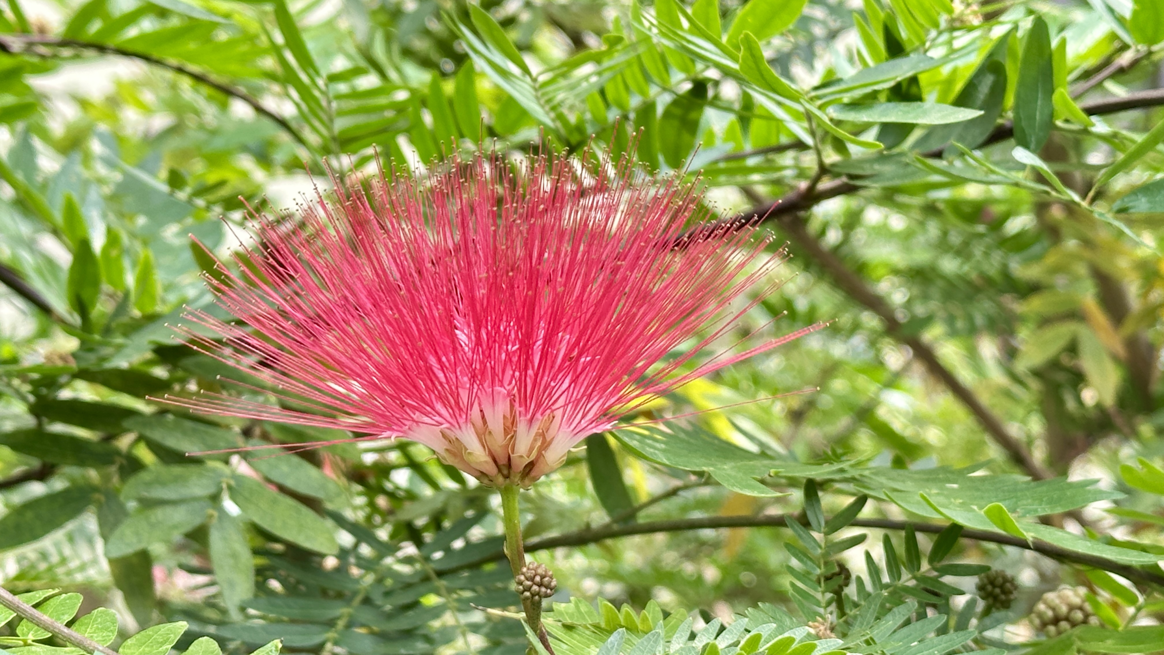 A vibrant pink powder puff flower is blooming among lush green leaves, showcasing its delicate, spiky petals in an outdoor garden setting.