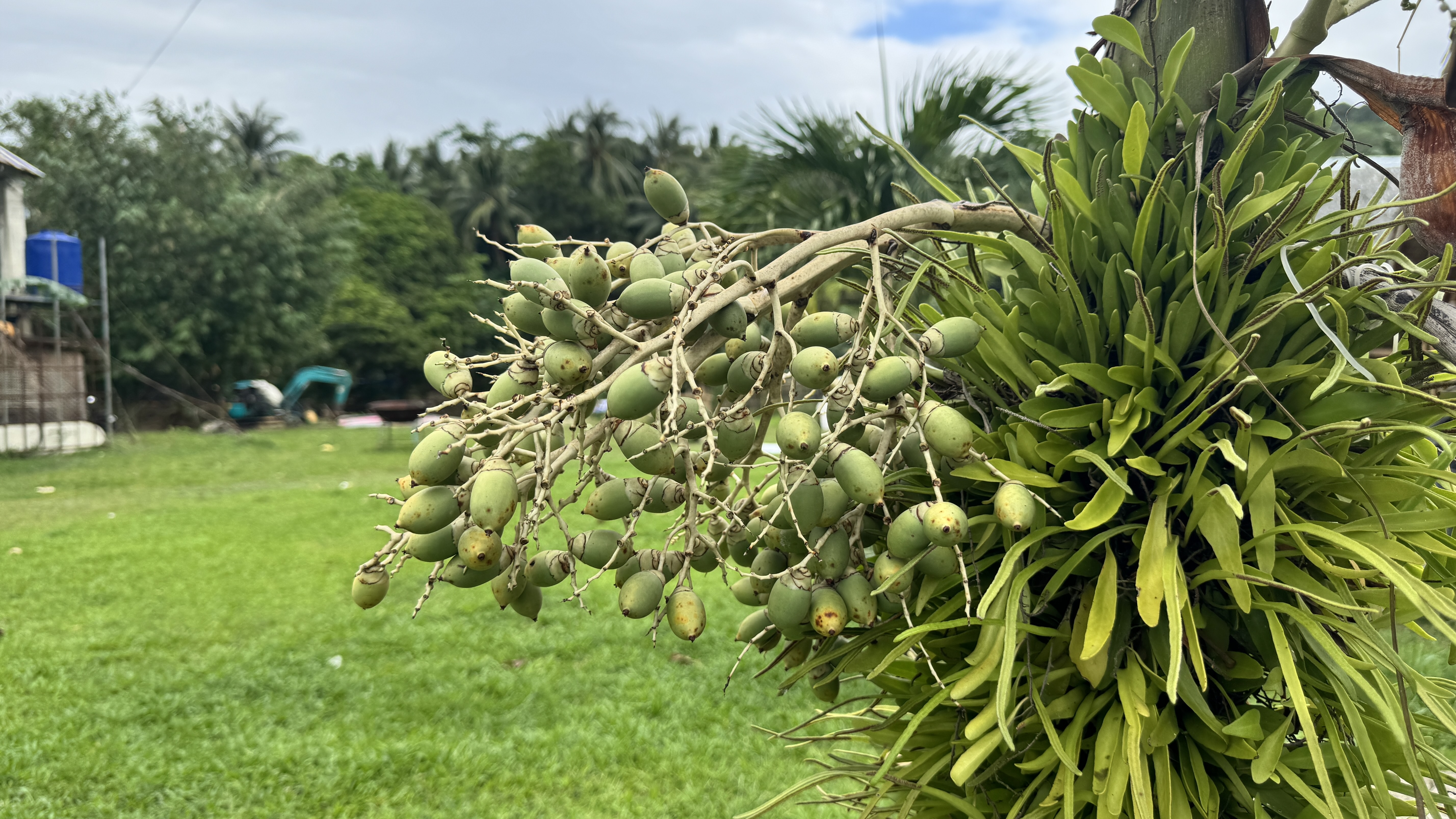 Green betel nuts growing on a cluster of thin branches, with bright leafy vegetation and a grassy field in the background.