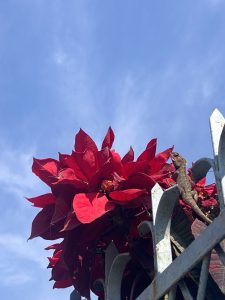 A lizard is perched on a metal fence next to vibrant red poinsettia flowers against a clear blue sky.