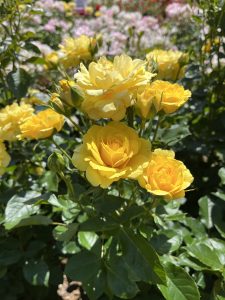 Yellow roses in full bloom with green leaves in a garden setting, surrounded by soft-focus pink flowers in the background under natural sunlight.