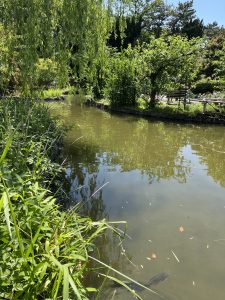 A serene pond surrounded by lush greenery, including tall grasses and leafy trees. The water reflects the vibrant foliage and is calm, with a few fallen leaves visible on the surface. In the shallow water, a fish can be seen swimming. The scene captures a peaceful natural setting with clear blue sky above.