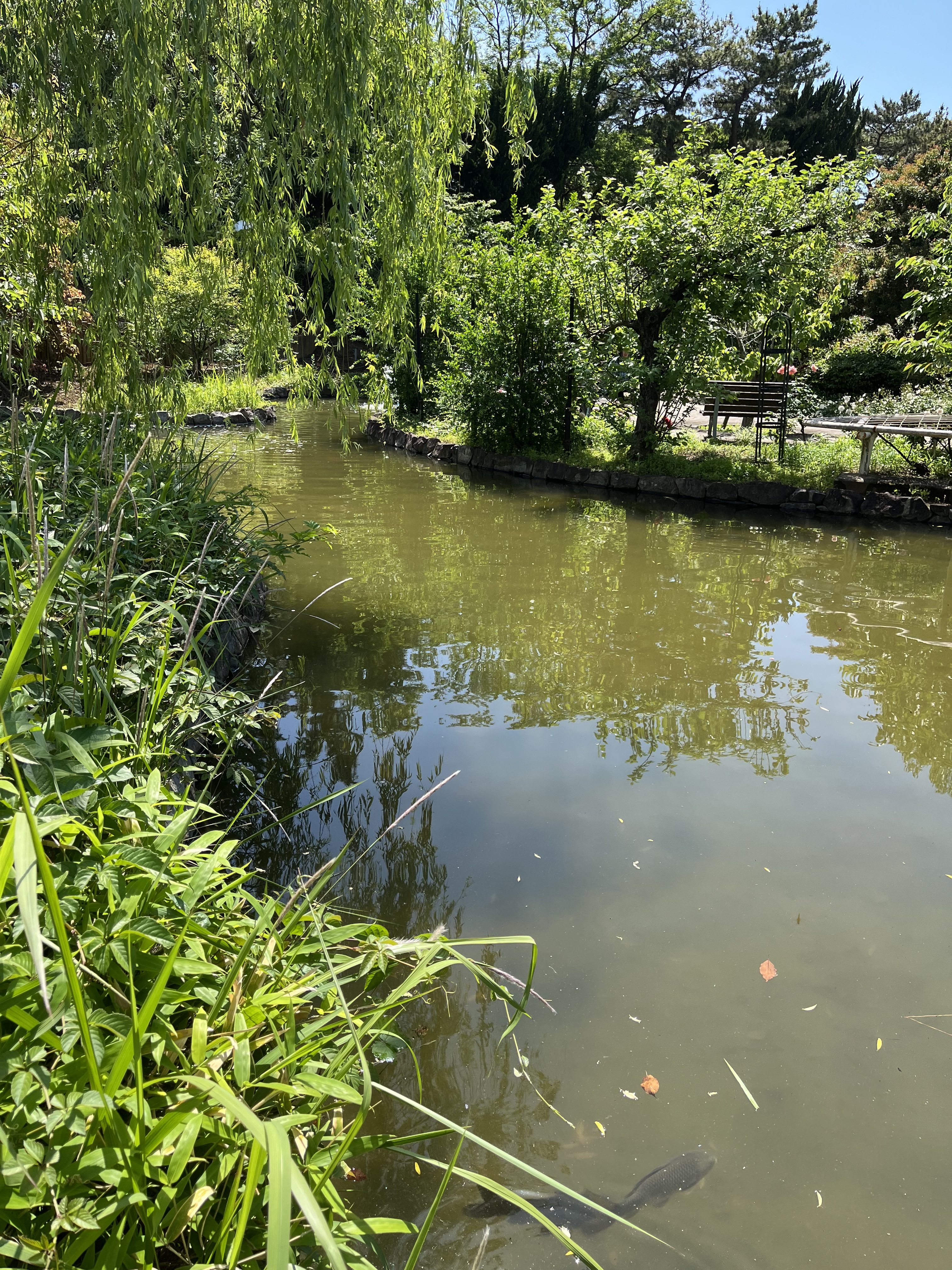 A serene pond surrounded by lush greenery, including tall grasses and leafy trees. The water reflects the vibrant foliage and is calm, with a few fallen leaves visible on the surface. In the shallow water, a fish can be seen swimming. The scene captures a peaceful natural setting with clear blue sky above.
