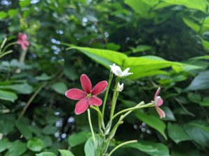 Close-up of Rangoon creeper flowers, white to pink, against lush green foliage