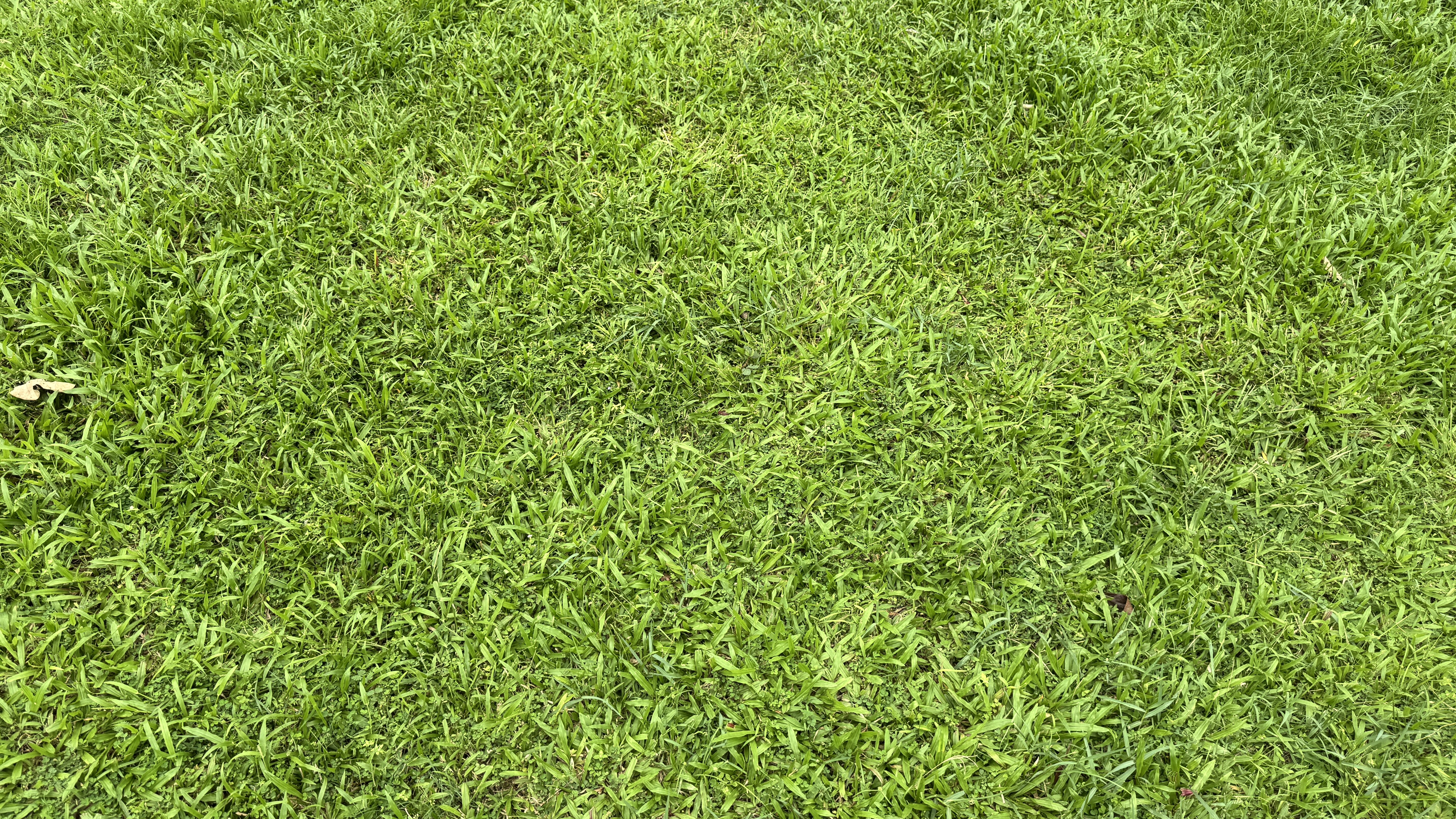 Close-up of fresh green grass covering a lawn, showing dense blades and vibrant color.