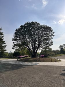A large, lush tree with a broad canopy stands prominently on a grassy mound, surrounded by a paved walkway and vibrant purple flowers in the background. The scene is set under a clear blue sky with a few clouds, providing a serene and tranquil atmosphere in a park-like setting.