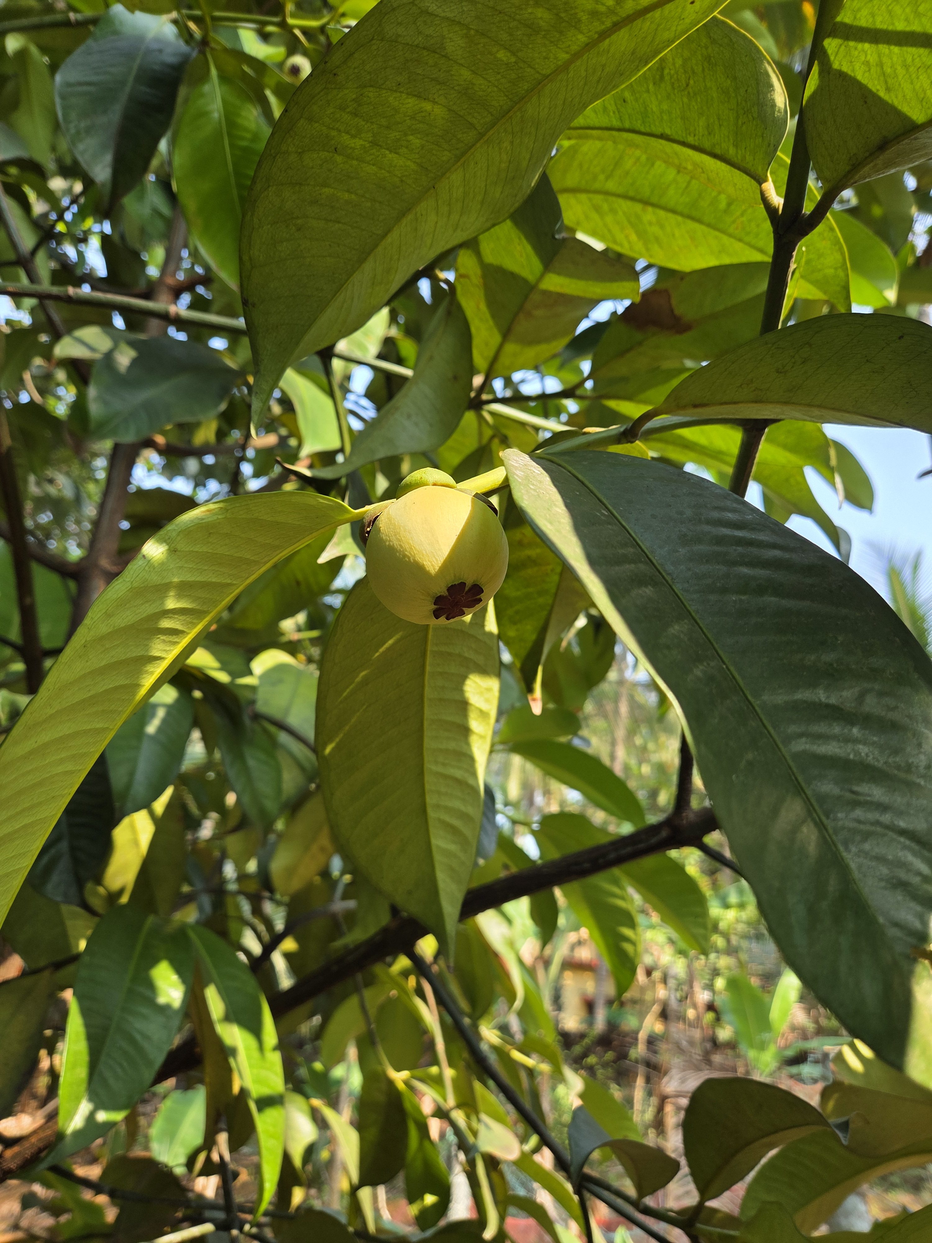 Mangosteen
A close-up of a mangosteen tree with broad leaves and a small, round, yellow fruit with a star-shaped mark at its base, set against a backdrop of more green foliage and dappled sunlight.