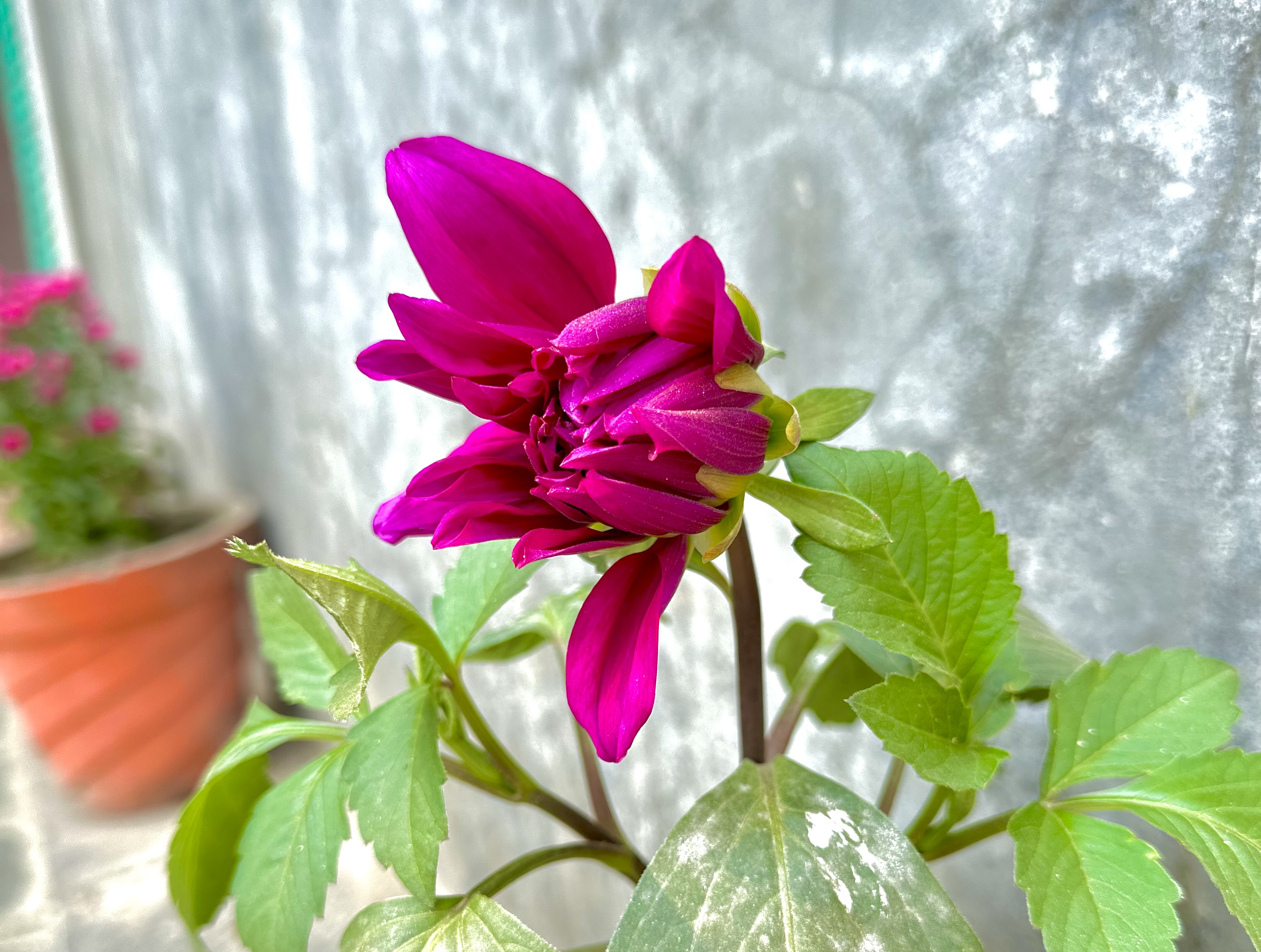 A vibrant pink flower bud with green leaves in the foreground against a blurred background, featuring a terracotta pot with pink flowers to the left.