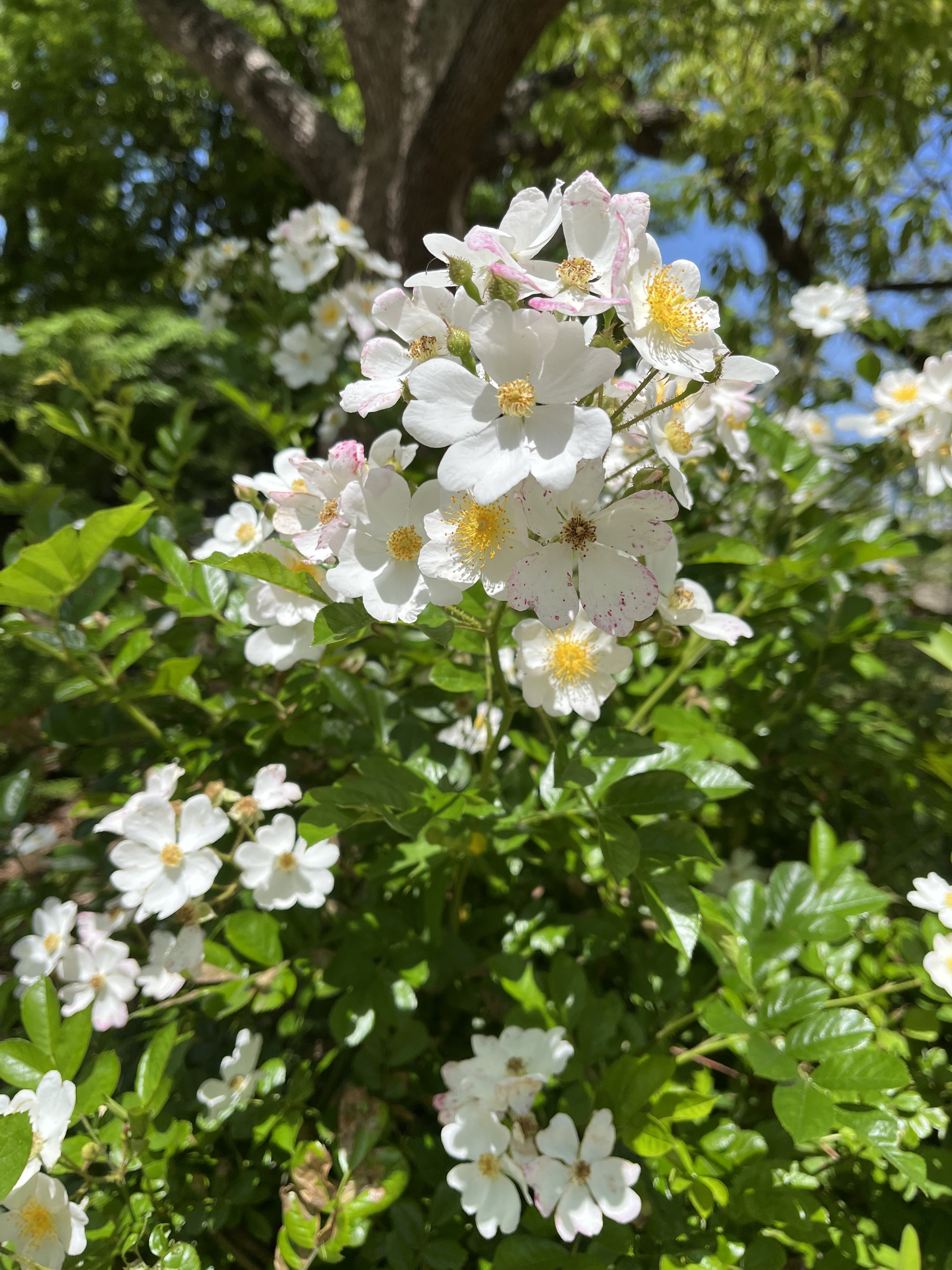 White wild multifloral roses with yellow centers blooming on a bush, surrounded by vibrant green leaves, set against a backdrop of trees and blue sky.