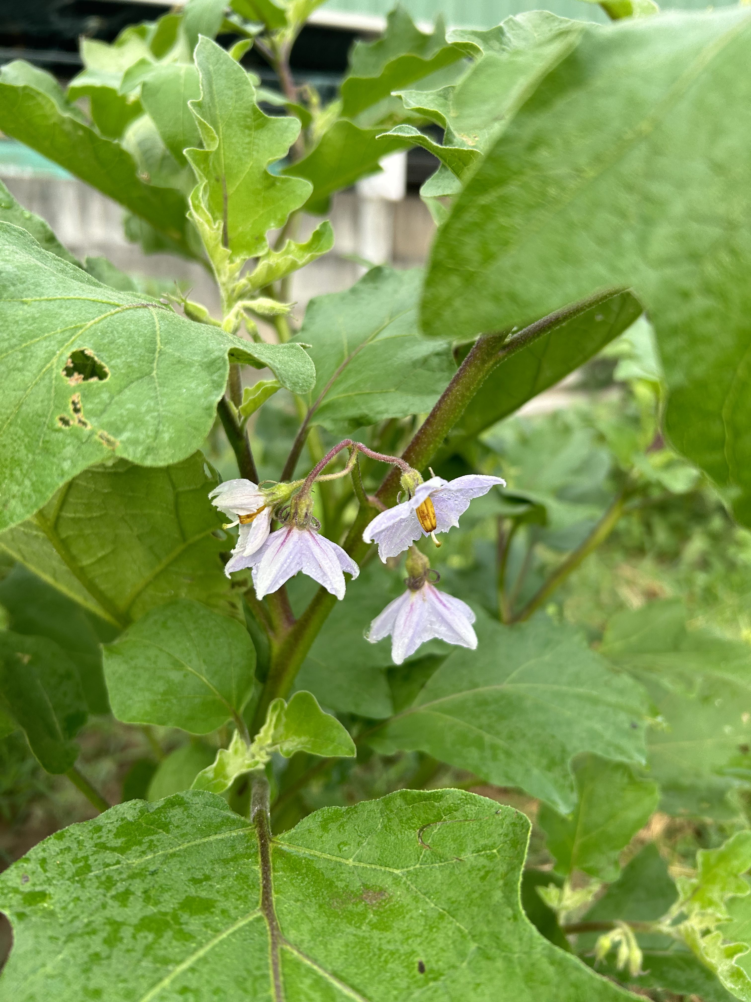Close-up of a Brinjal plant with light purple flowers and large green leaves.