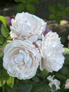 Three large, pale white roses with multiple layers of delicate petals are clustered together on a green leafy stem.