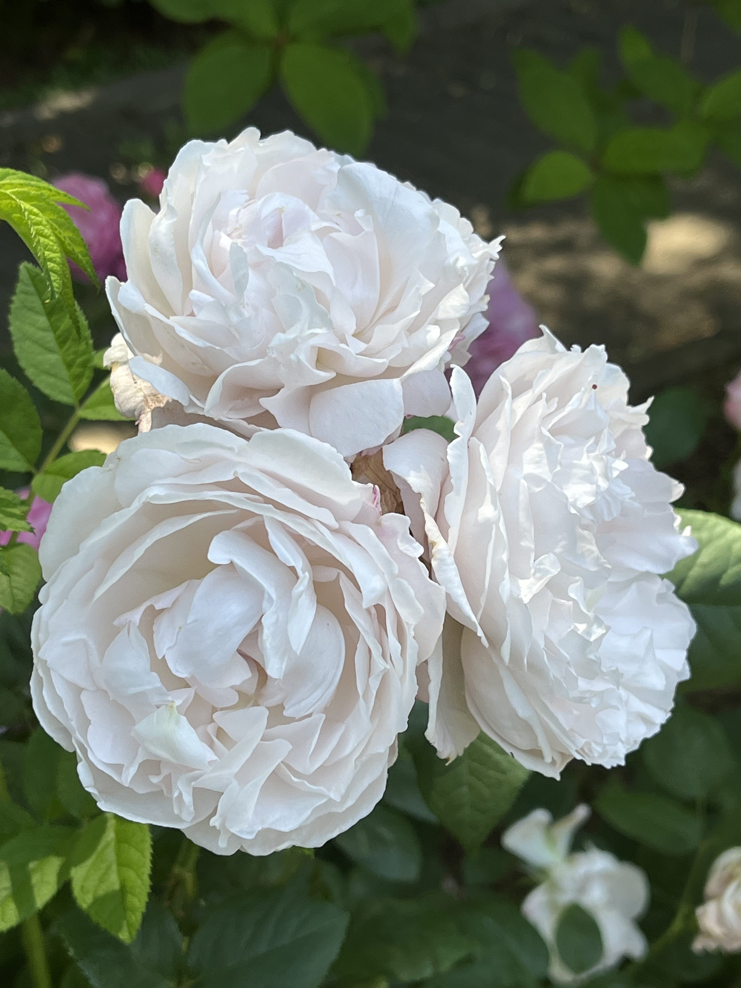 Three large, pale white roses with multiple layers of delicate petals are clustered together on a green leafy stem.