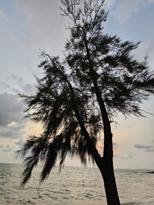 A silhouette of a tree stands against a backdrop of a serene sunset over the sea at Kappad Beach in Kozhikode, Kerala. The tranquil scene captures the beauty of nature's transition from day to night.
