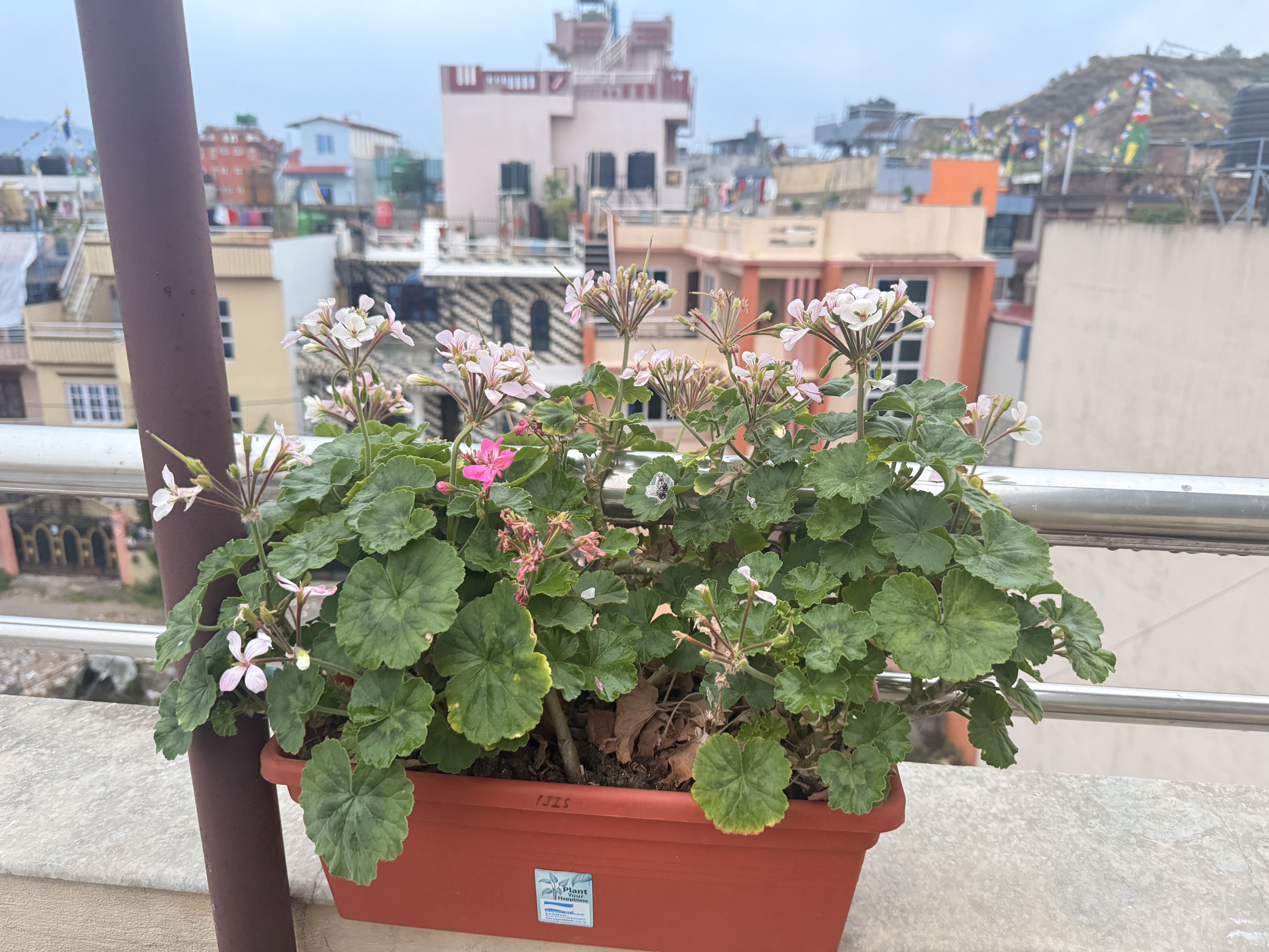 A potted plant with green leaves and small white flowers sits on a balcony railing. In the background, there are multi-story buildings and a hilly landscape.