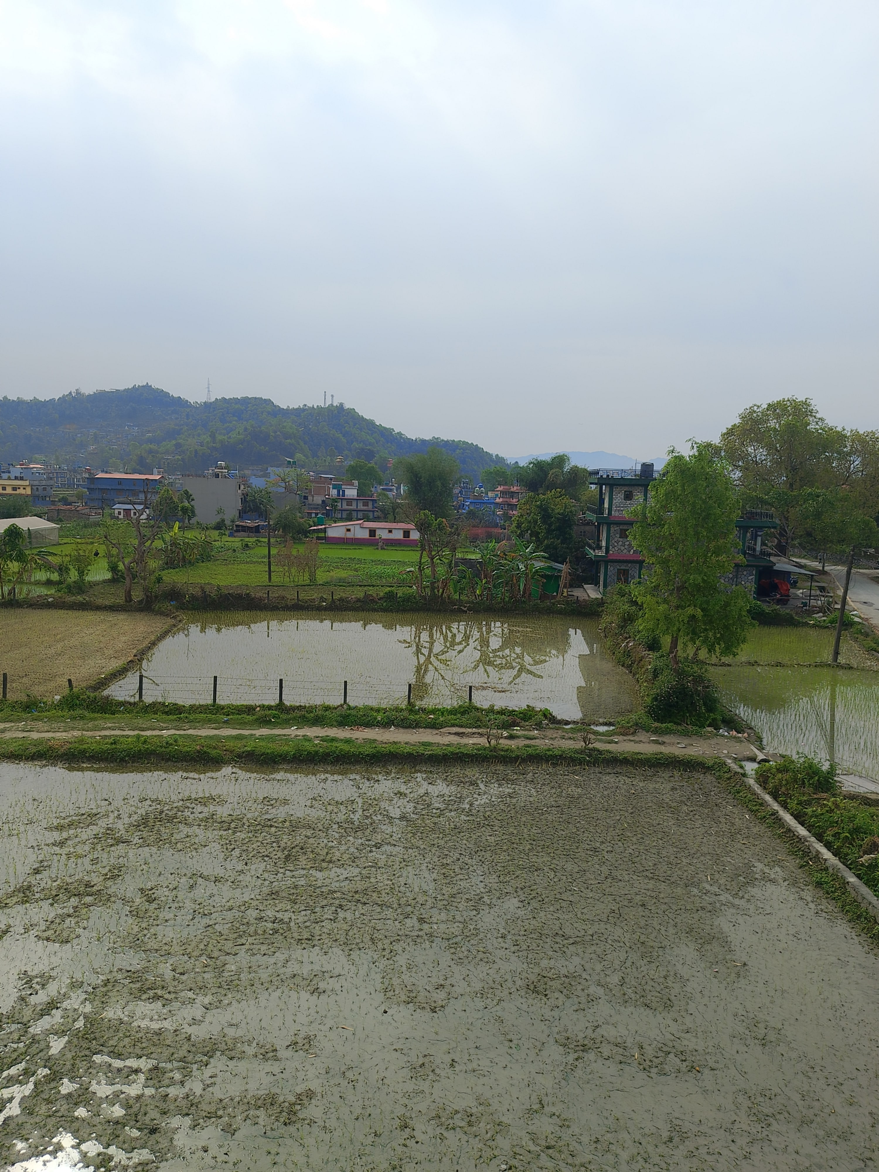 A landscape view featuring rice paddies in the foreground, with waterlogged fields and young seedlings visible. In the background, there are small buildings and houses scattered across a flat expanse leading to lush, green hills.