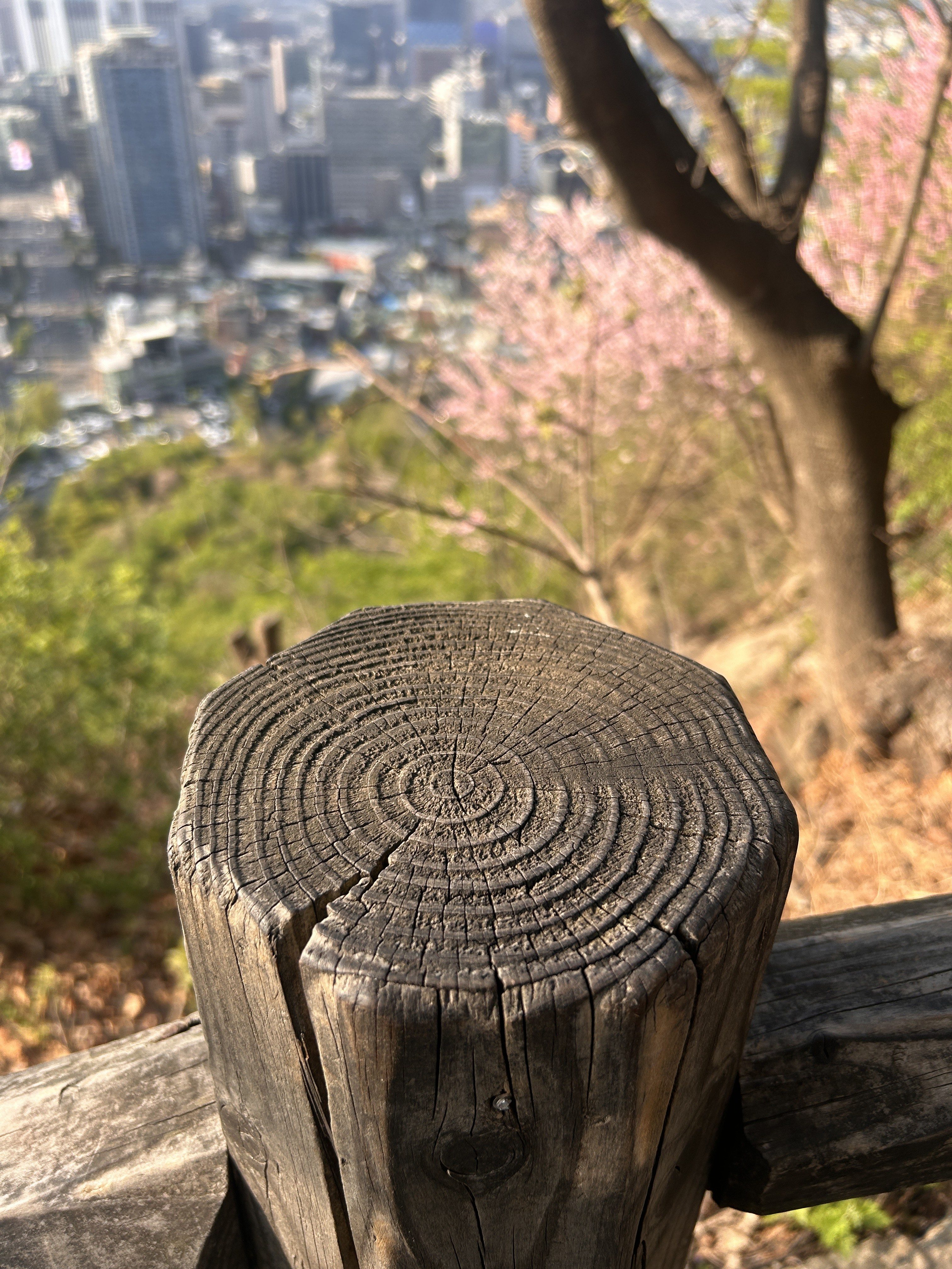 A close-up view of a weathered wooden post with visible growth rings, set against a backdrop of a city skyline and blooming cherry blossoms.