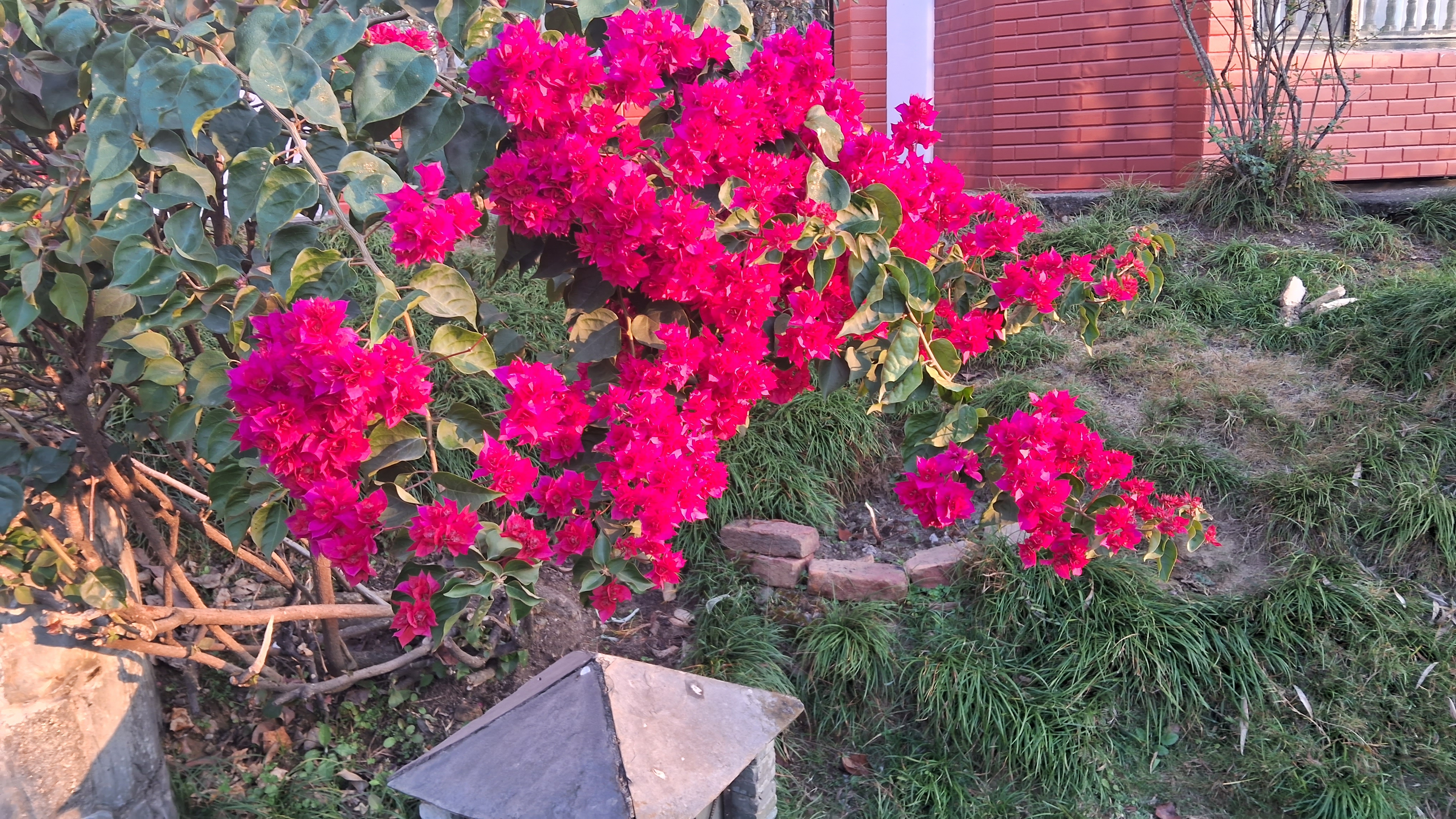 A vibrant bougainvillea plant with clusters of bright pink flowers and green leaves, growing in a garden area with grass and a red brick building in the background.