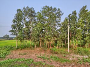 A row of tall, green trees with a backdrop of lush fields under a clear blue sky. 