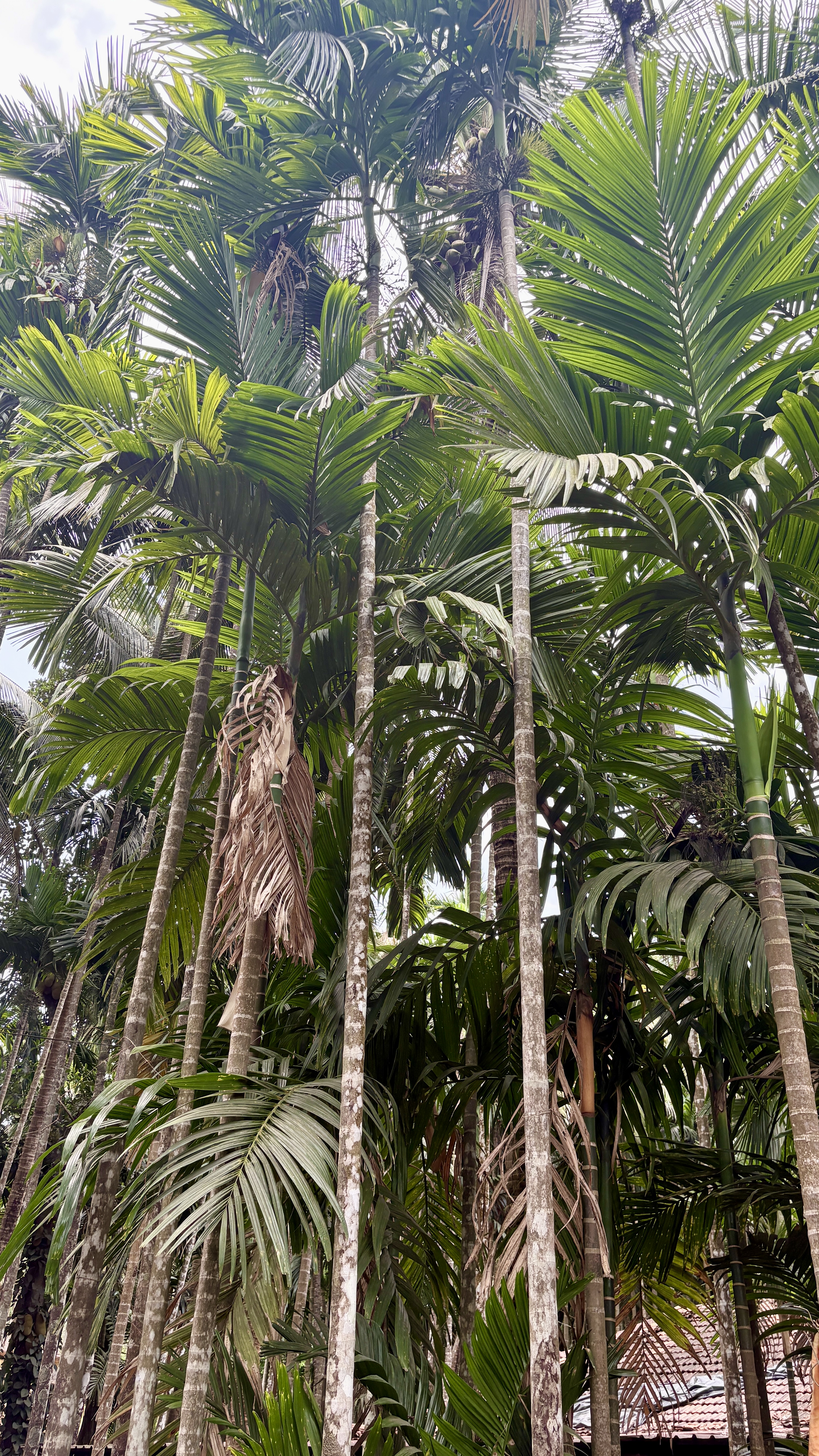 A dense cluster of tall palm trees with broad, green fronds reaching towards the sky.