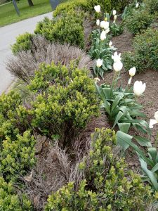 A garden scene featuring green shrubs and white tulips in bloom. The shrubs are a mix of vibrant green and dried, brown foliage, indicating varied plant health. The tulips are arranged in clusters with long green leaves, standing upright against the earthy background.
