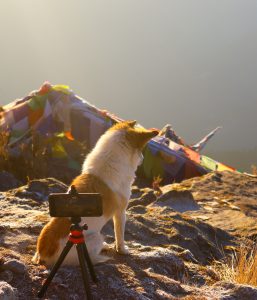 A dog sits on a frosty mountain ledge, gazing at the sunrise, with a smartphone mounted on a tripod capturing the scenic view near colorful prayer flags.