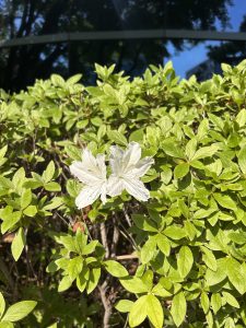 A close-up of a white flower amidst lush green leaves.