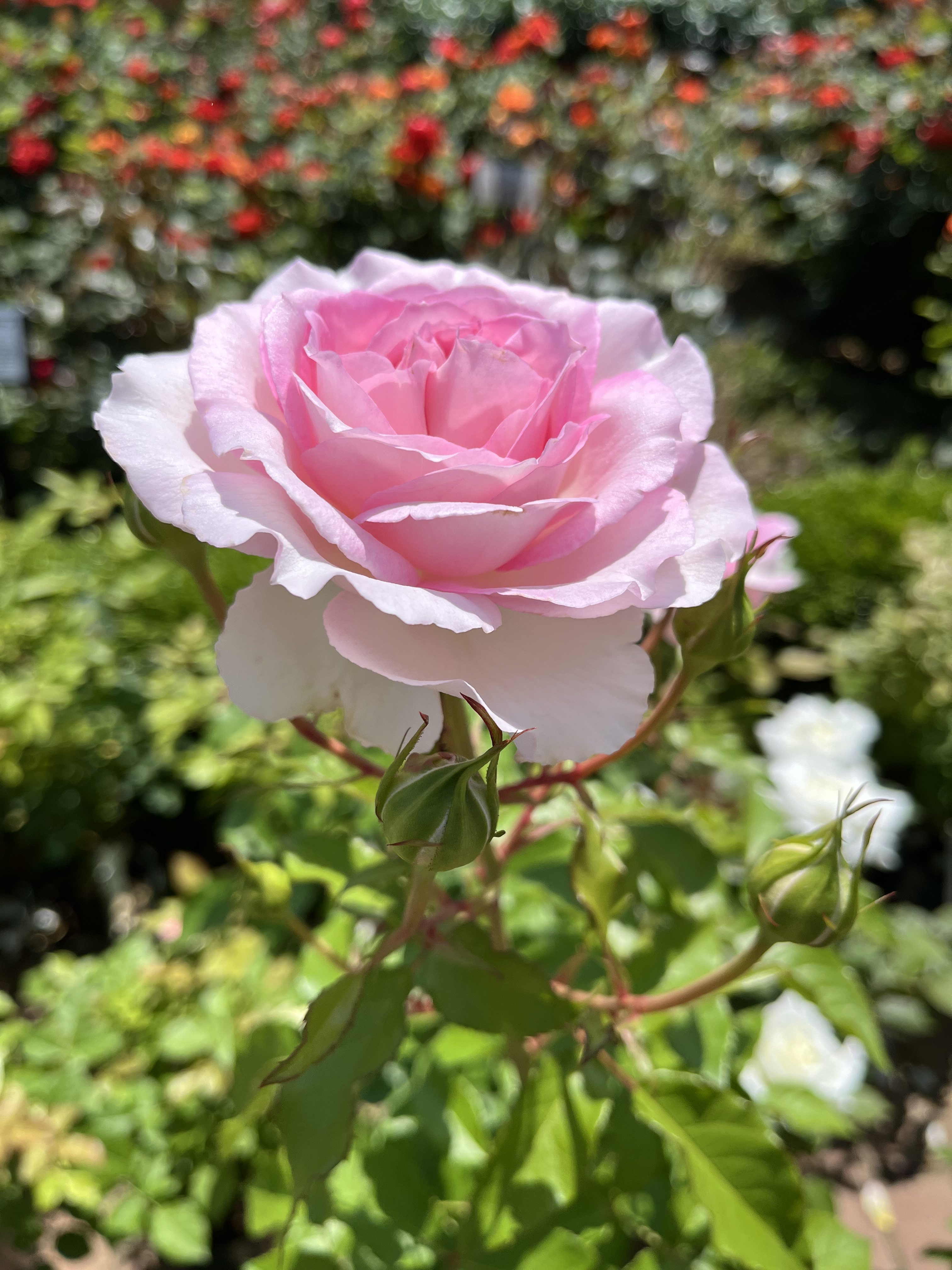 A close-up of a blooming pink rose with soft, delicate petals, surrounded by green leaves and unopened buds.