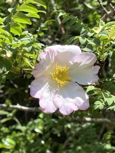 A single pink and white flower with a prominent yellow center sits among green leaves