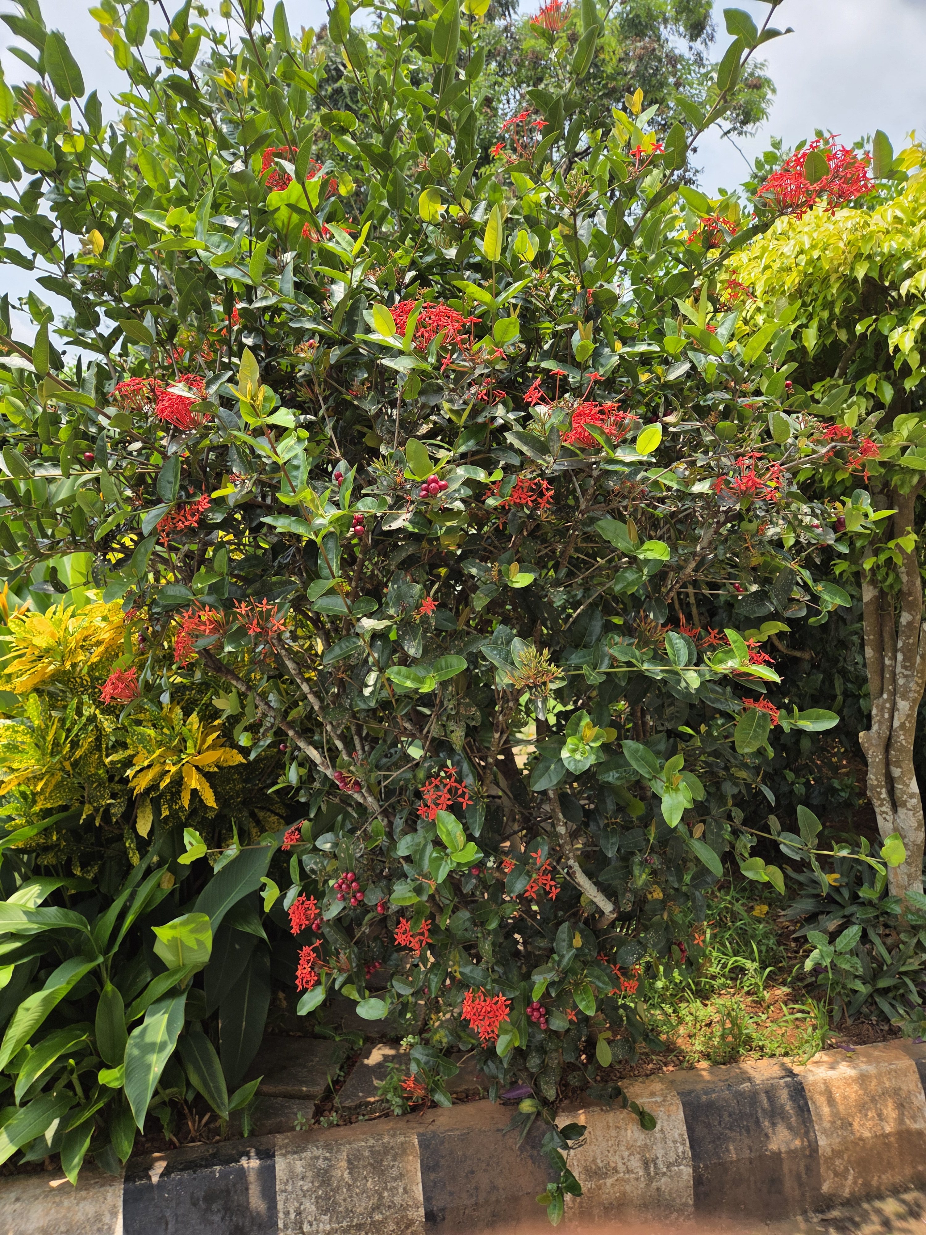 A lush green plant with clusters of small red flowers and some berries, surrounded by various green leaves. Some yellow foliage is visible in the background.