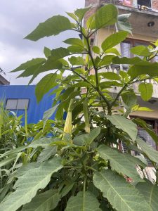 A tall green plant with large leaves and several hanging yellow trumpet-shaped flowers, set against the backdrop of a blue and brick building on a cloudy day.