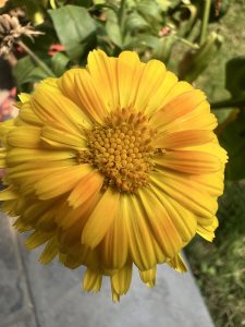 A close-up of a vibrant, yellow marigold flower with layered petals and a textured center, surrounded by green leaves. #WPNP2025

