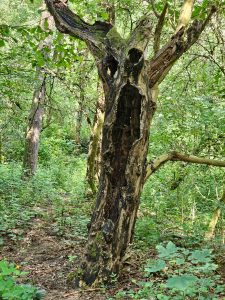 A hollow, decaying tree in a forest setting, with two large holes that resemble eyes and a larger opening below, giving it a face-like appearance.
