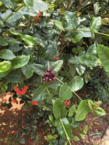 A cluster of dark red berries hangs from a plant with glossy green leaves. In the background, there are a few green leaves and small red flowers.