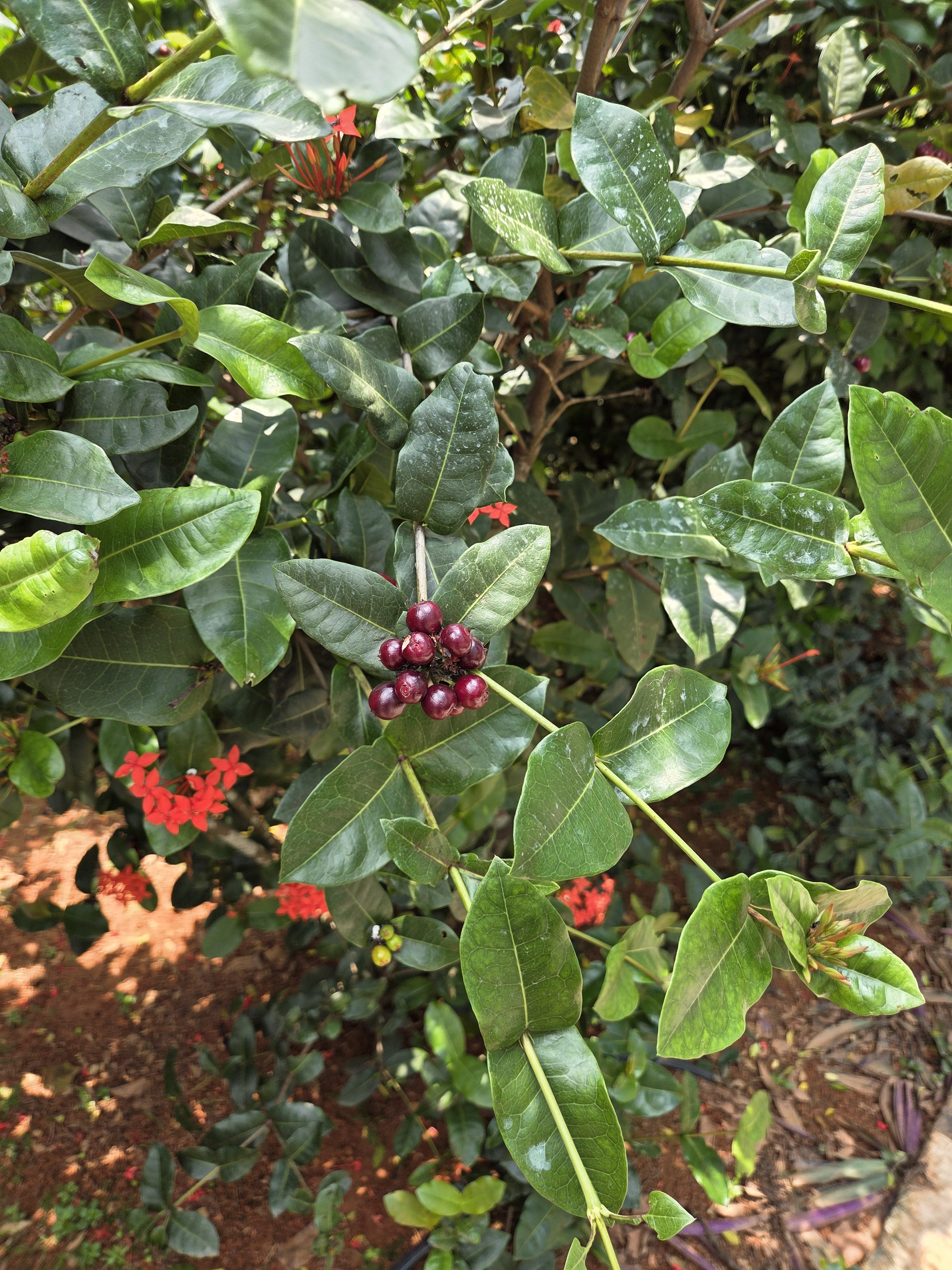 A cluster of dark red berries hangs from a plant with glossy green leaves. In the background, there are a few green leaves and small red flowers.