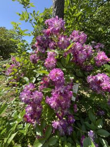 A vibrant cluster of pink flowers blooming against a backdrop of lush green leaves and a clear blue sky. The flowers are full and multi-petaled, showcasing various shades of pink, while a tree trunk is visible in the background. There is also a small sign partially visible among the foliage.