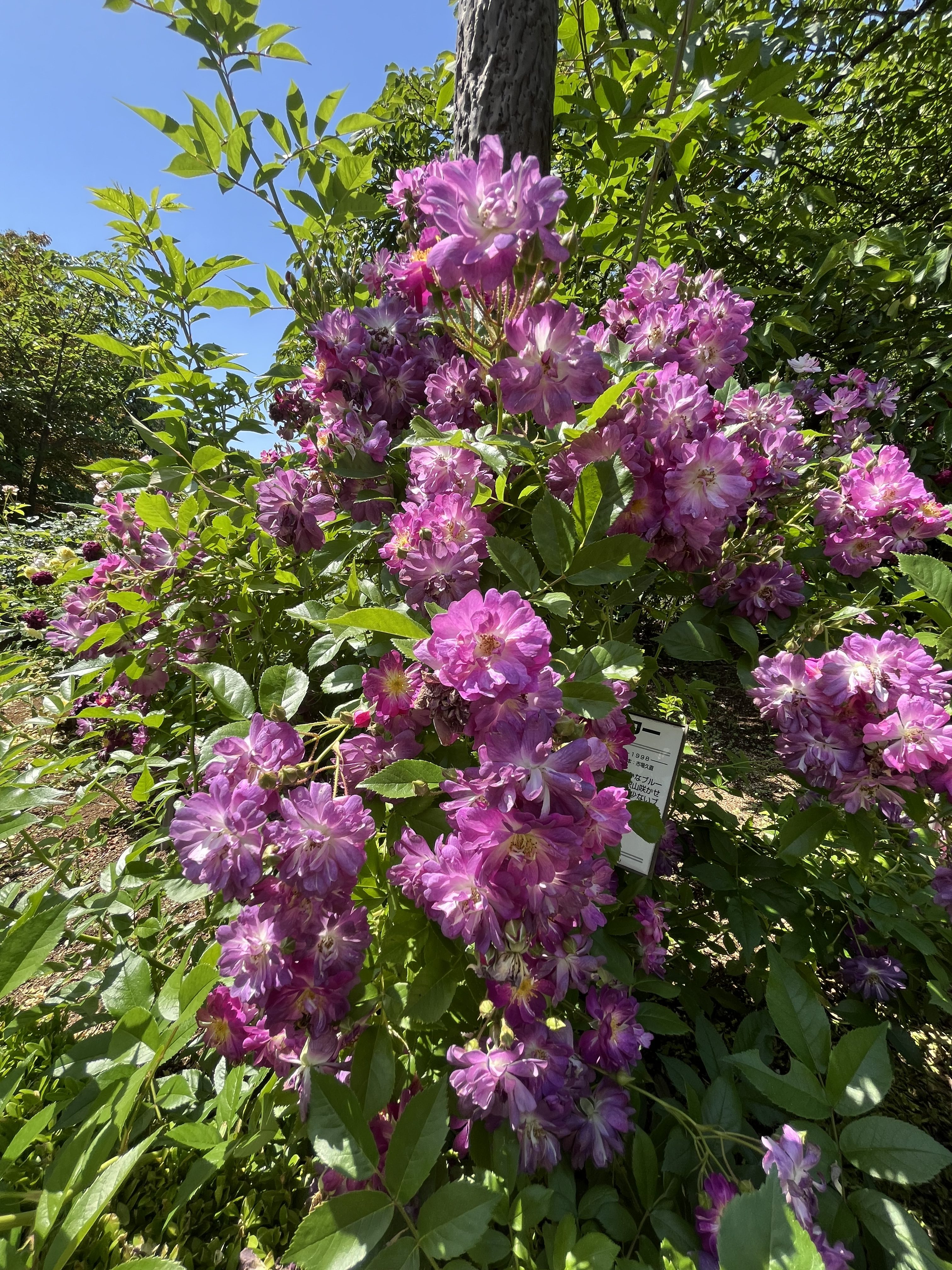 A vibrant cluster of pink flowers blooming against a backdrop of lush green leaves and a clear blue sky. The flowers are full and multi-petaled, showcasing various shades of pink, while a tree trunk is visible in the background. There is also a small sign partially visible among the foliage.