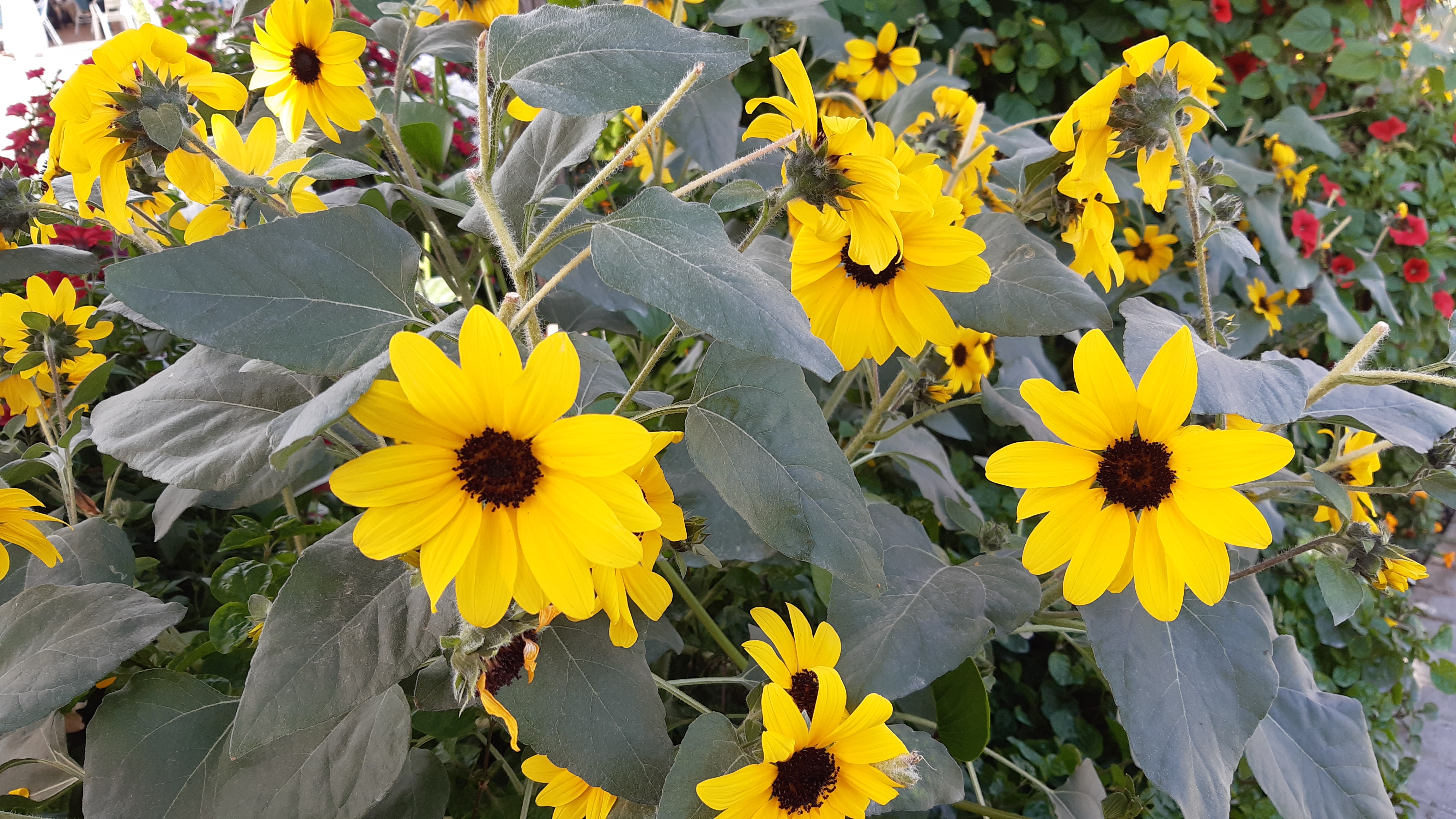 A cluster of bright yellow sunflowers with dark centers, surrounded by large green leaves and a backdrop of various plants.