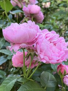 A close-up image of soft pink roses in full bloom, surrounded by green leaves. 