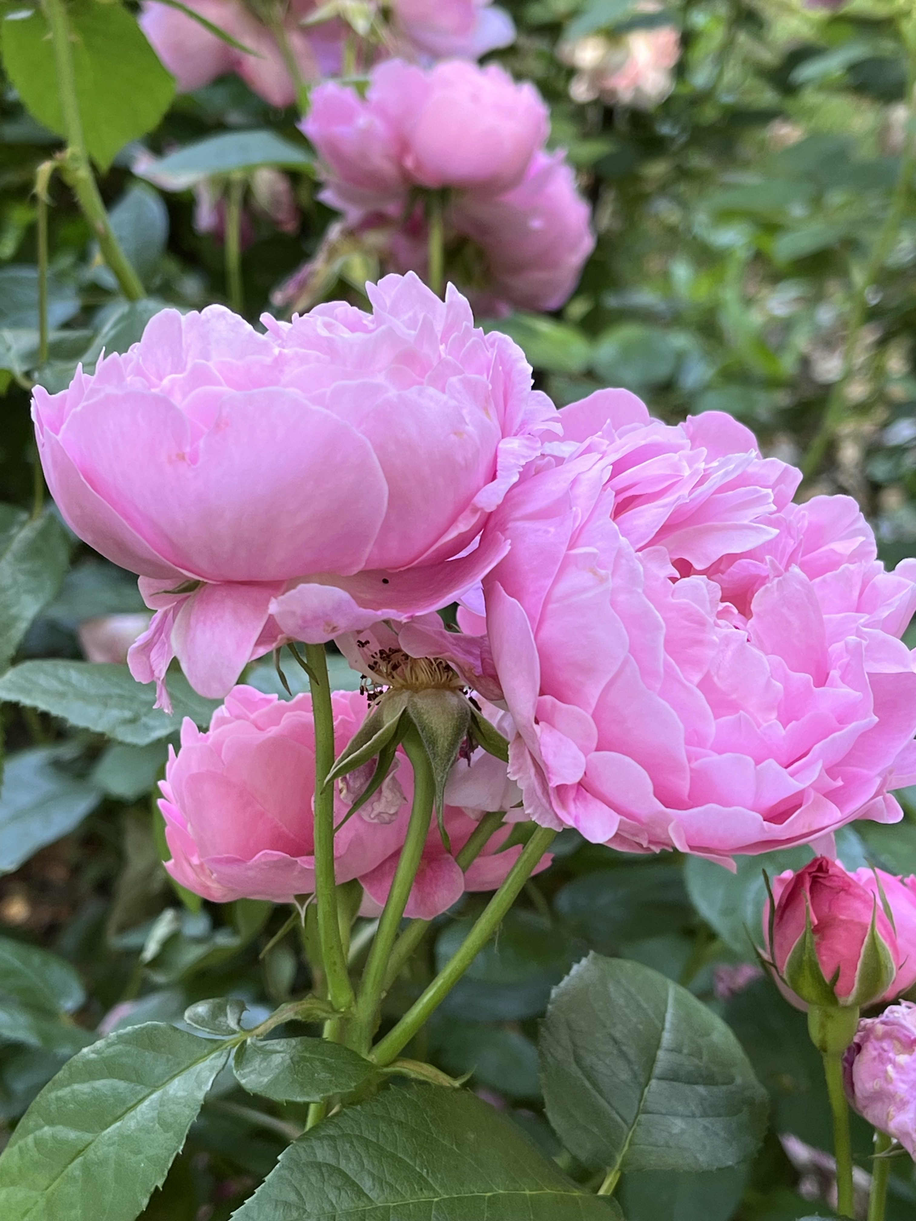 A close-up image of soft pink roses in full bloom, surrounded by green leaves.