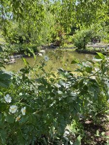 A serene scene depicting a tranquil pond surrounded by lush greenery. In the foreground, there are clusters of small white flowers with yellow centers and vibrant green leaves.