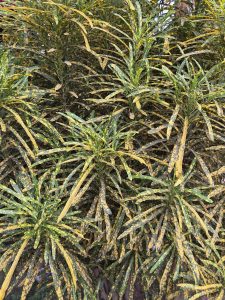 A dense arrangement of green and yellow variegated leaves, showcasing elongated, slender shapes that create a lush and textured appearance.