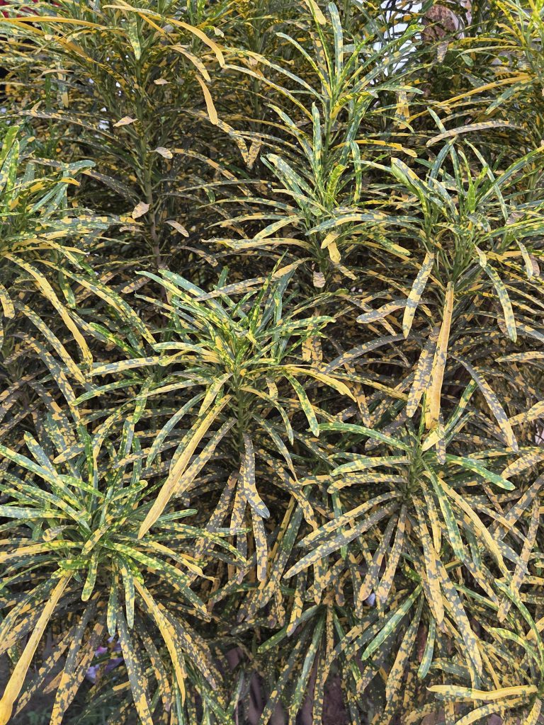 A dense arrangement of green and yellow variegated leaves, showcasing elongated, slender shapes that create a lush and textured appearance.