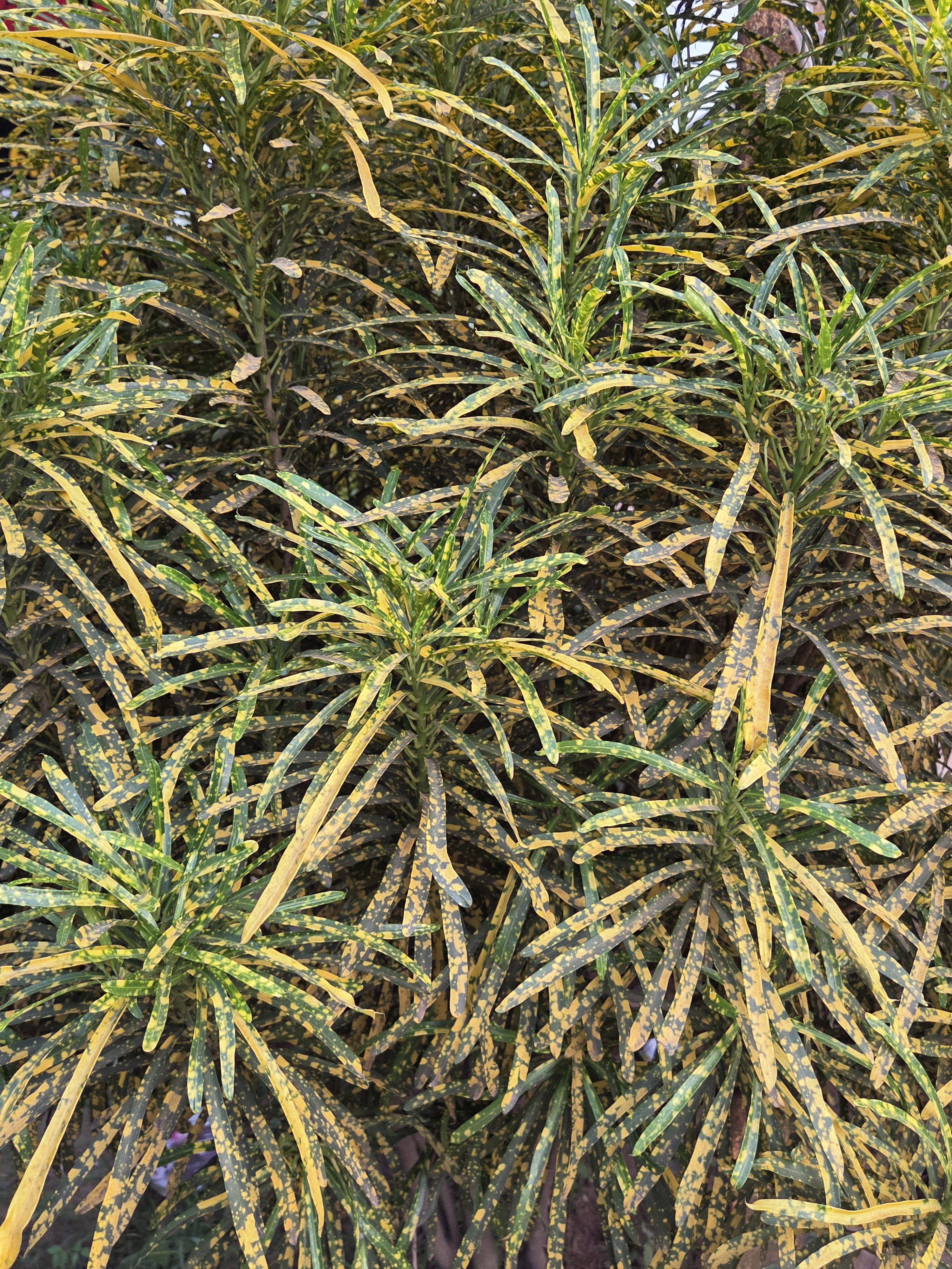 A dense arrangement of green and yellow variegated leaves, showcasing elongated, slender shapes that create a lush and textured appearance.