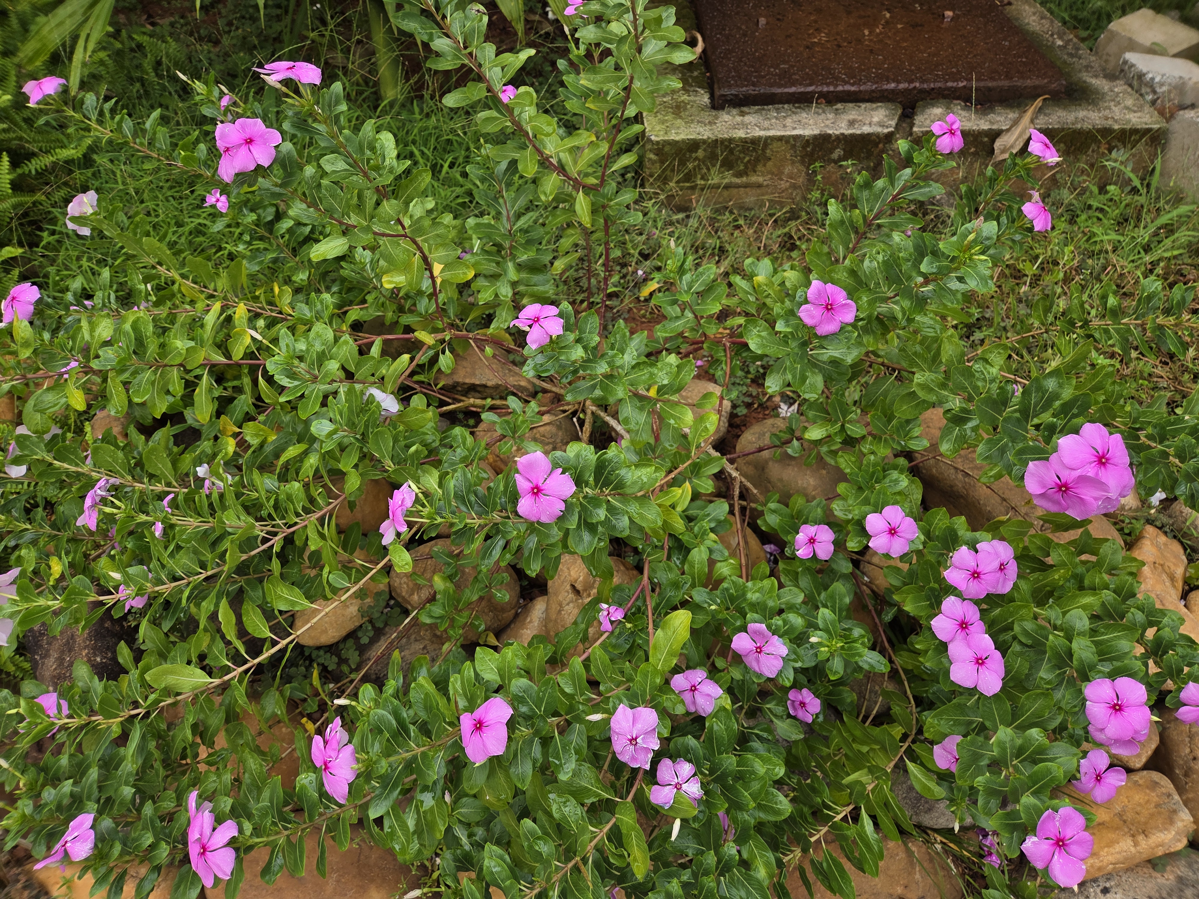 A lush plant with vibrant pink flowers and glossy green leaves, surrounded by rocks and grass in a garden setting.