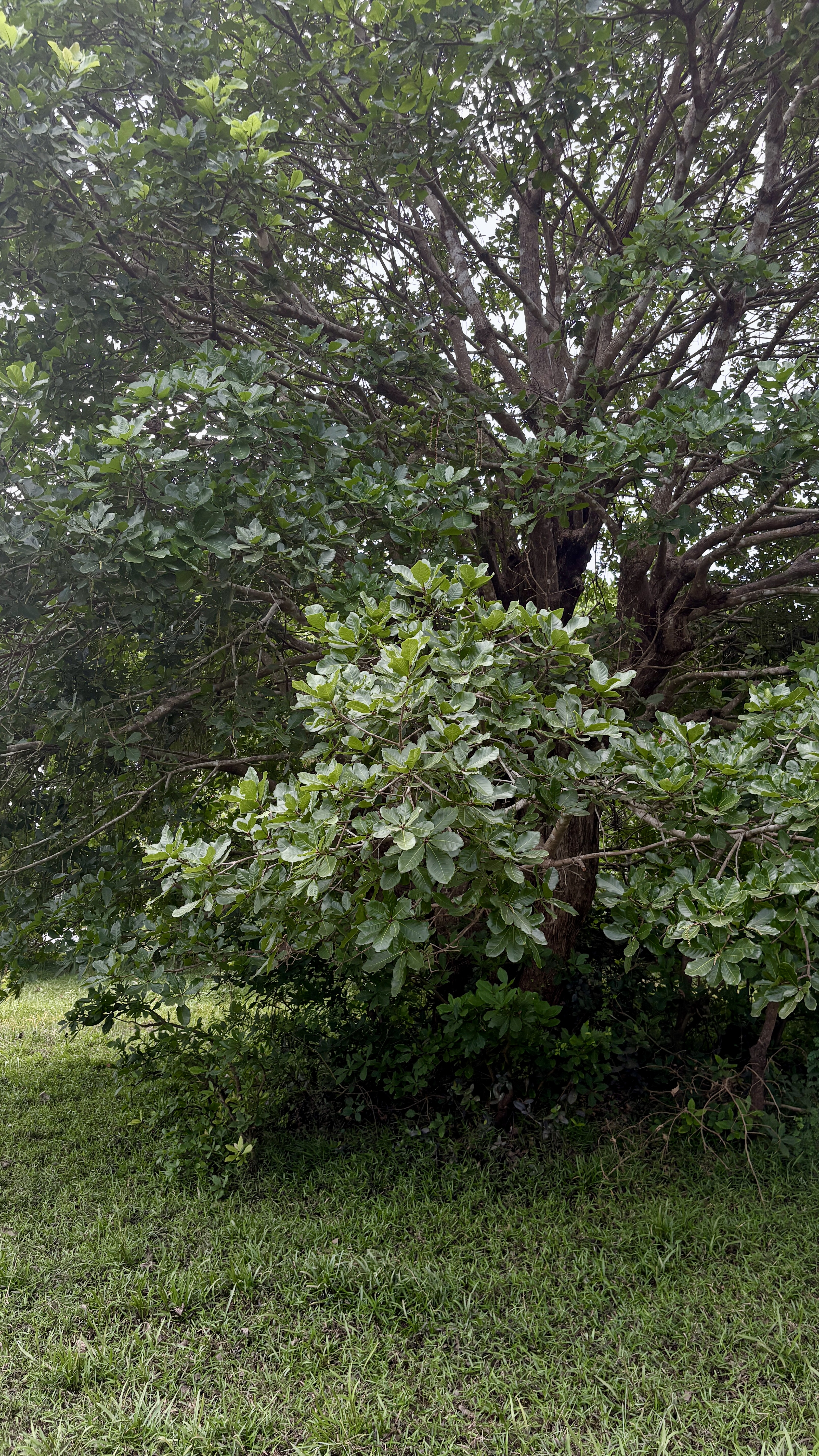A lush green tree with a thick trunk and numerous branches, covered in dense foliage with shiny leaves.