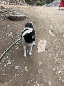 A black and white dog standing on a dirt road with scattered debris and stones.