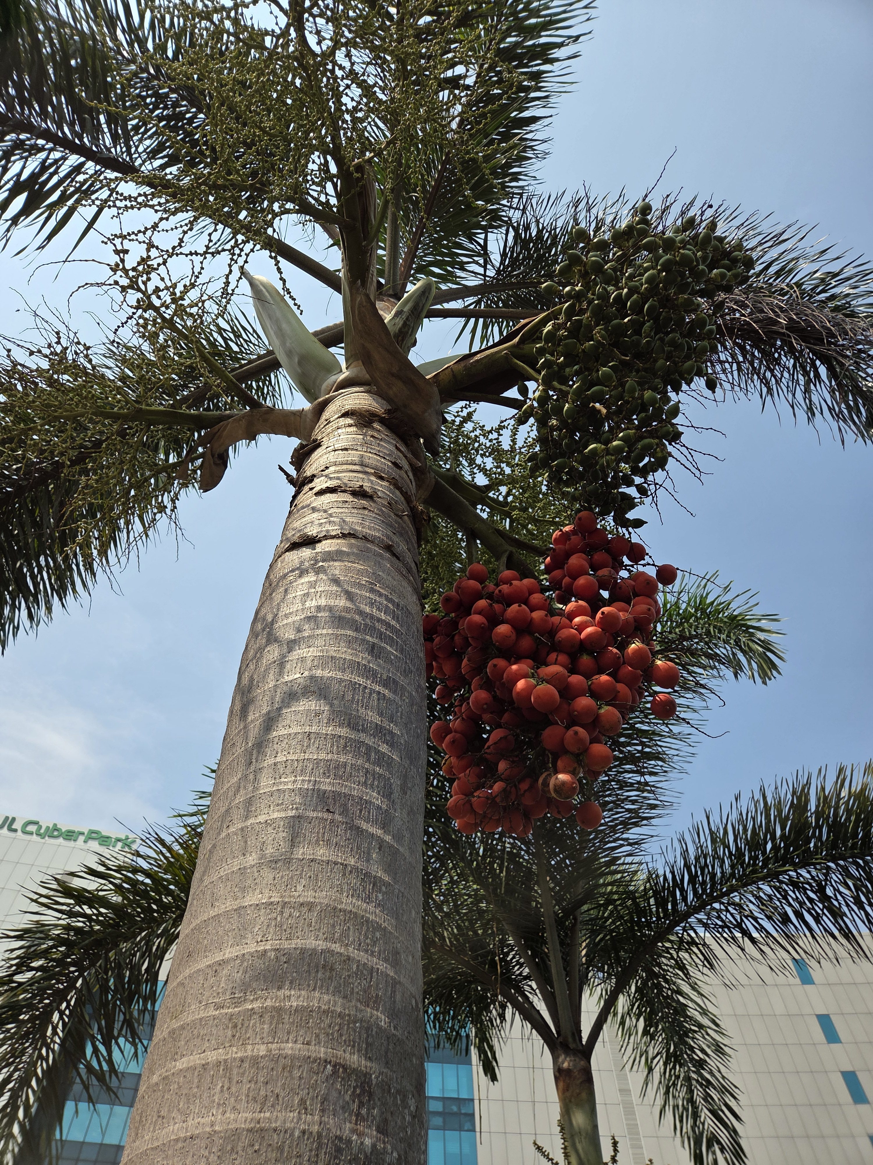 View looking up at a palm tree with clusters of red and green fruits against a clear blue sky. A modern building is visible in the background.