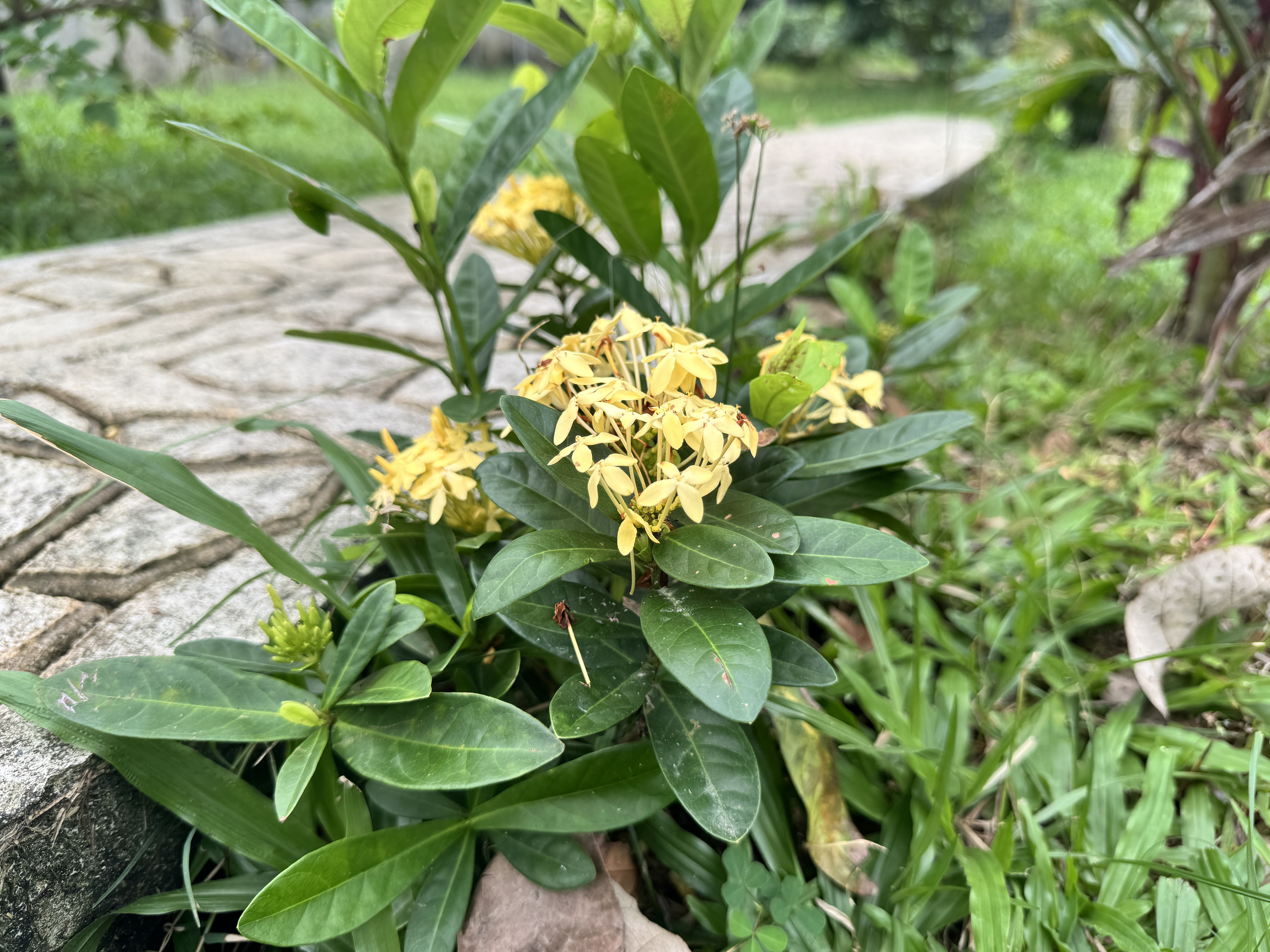 Yellow ixora flowers blooming on a leafy bush near a stone pathway, surrounded by green grass in a garden setting.