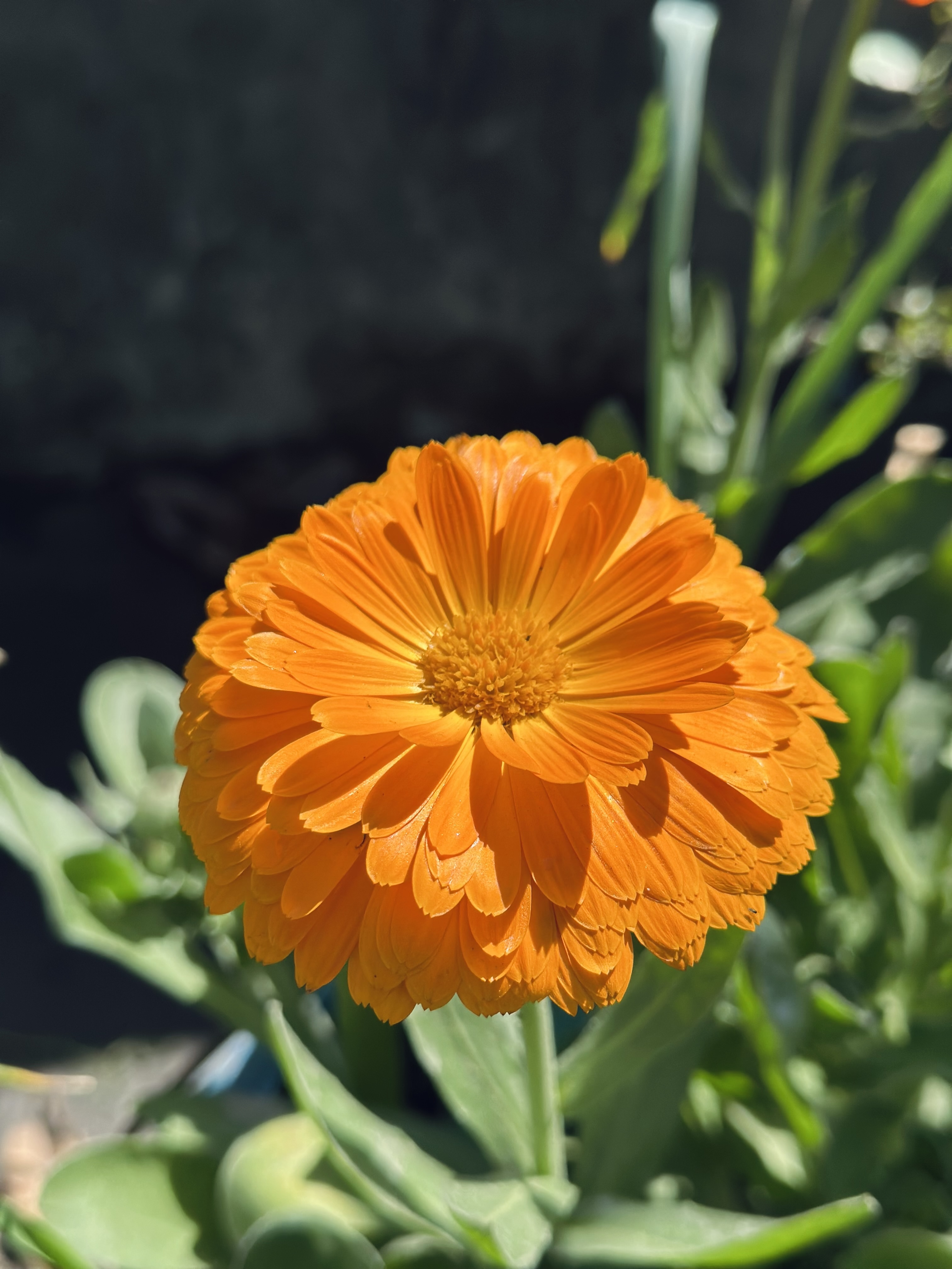 A vibrant orange marigold flower in full bloom, surrounded by green leaves.