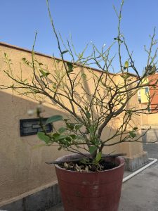 A potted plant with sparse green leaves sits on a rooftop, with a beige wall and clear blue sky in the background.