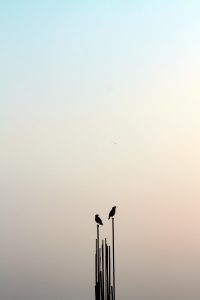 Two birds perched on tall metal rods against a soft gradient sky transitioning from pale blue to light pink.